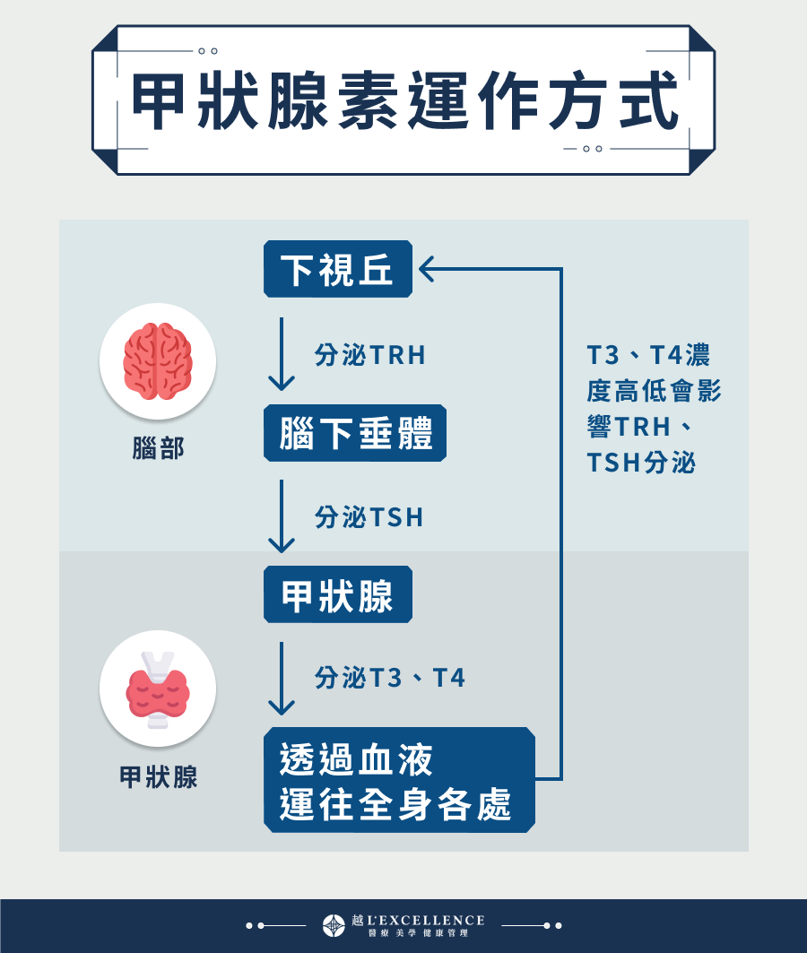 甲狀腺素運作方式 下視丘：分泌TRH 腦下垂體：分泌TSH 甲狀腺：分泌T3、T4